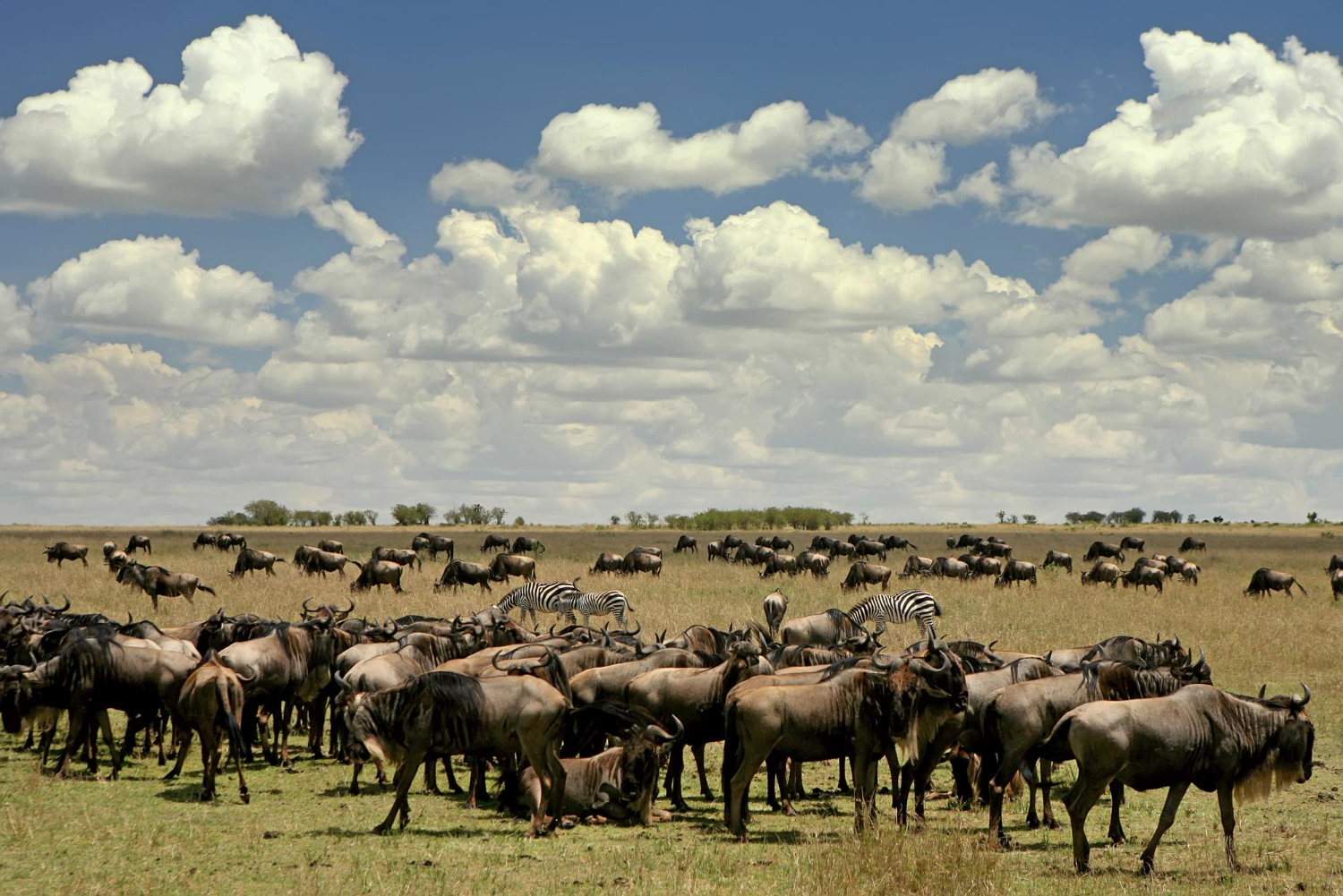Tanzania Safari landscape