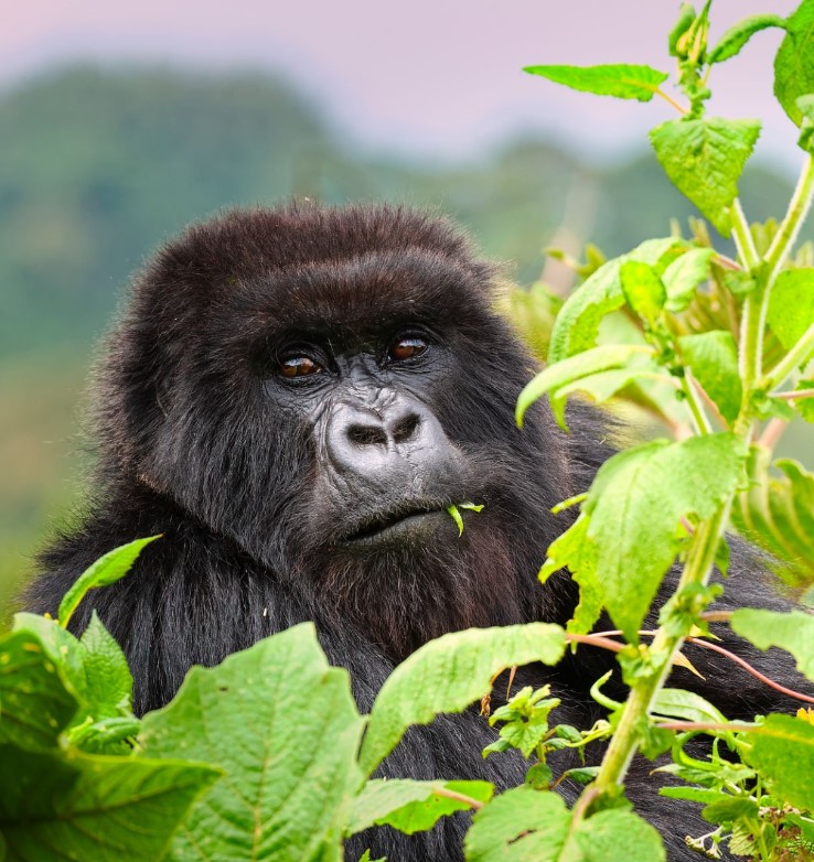 2 Days Mgahinga Gorilla Safari