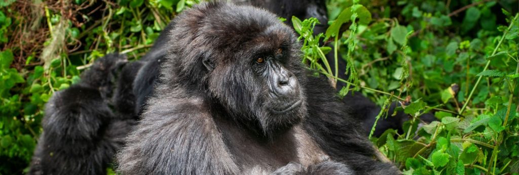 Discount for Low Season Gorilla Permits