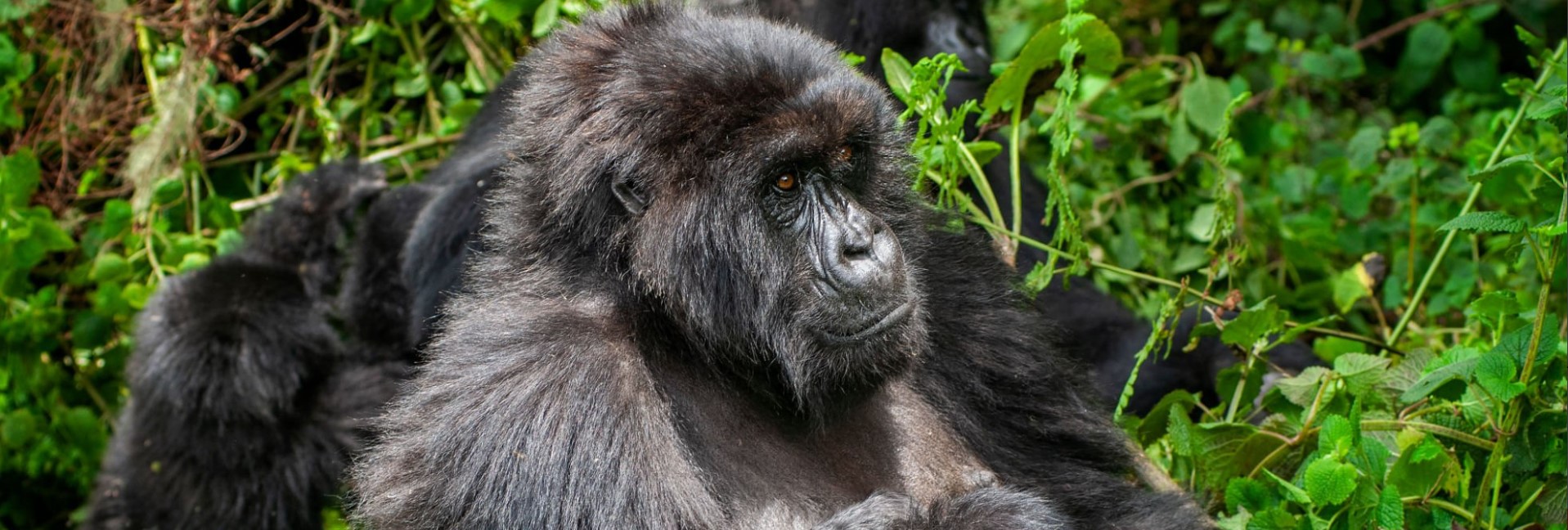 Mountain gorilla in Bwindi Impenetrable Forest, Uganda, during a 3-day gorilla trekking safari adventure