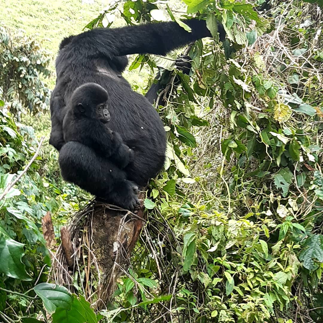 gorilla trekking itinerary East Africa