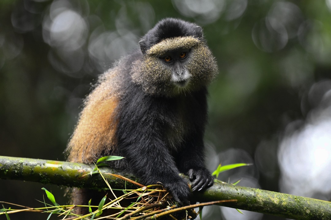 Golden monkey in Rwanda's Volcanoes National Park