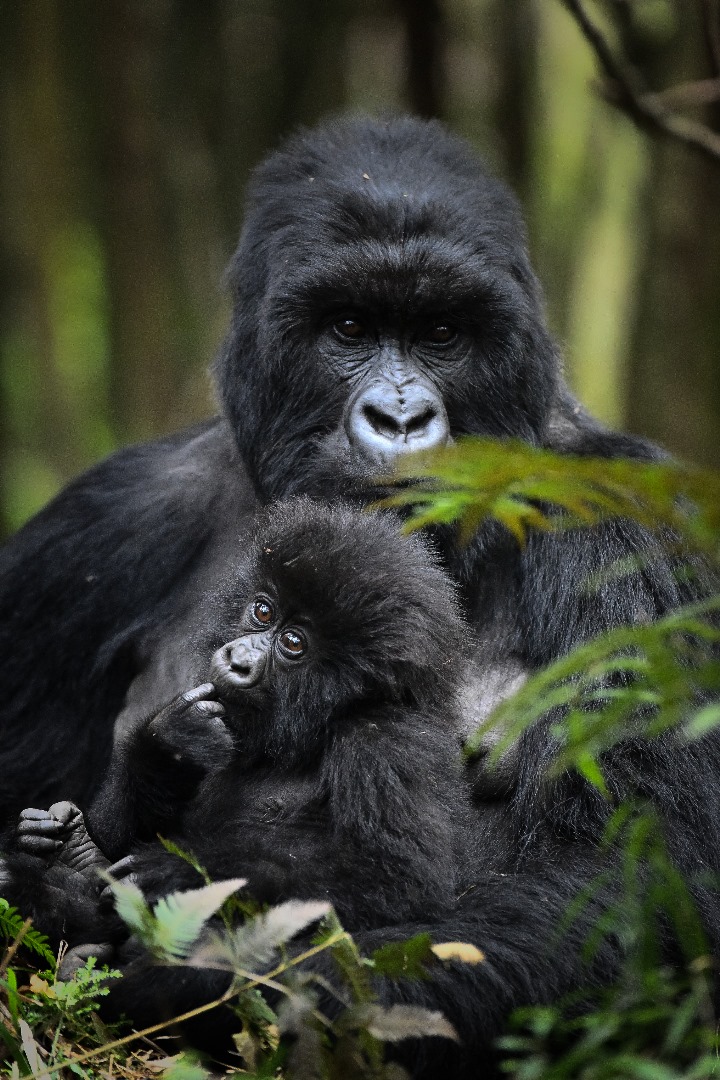 Mountain gorilla in Volcanoes National Park