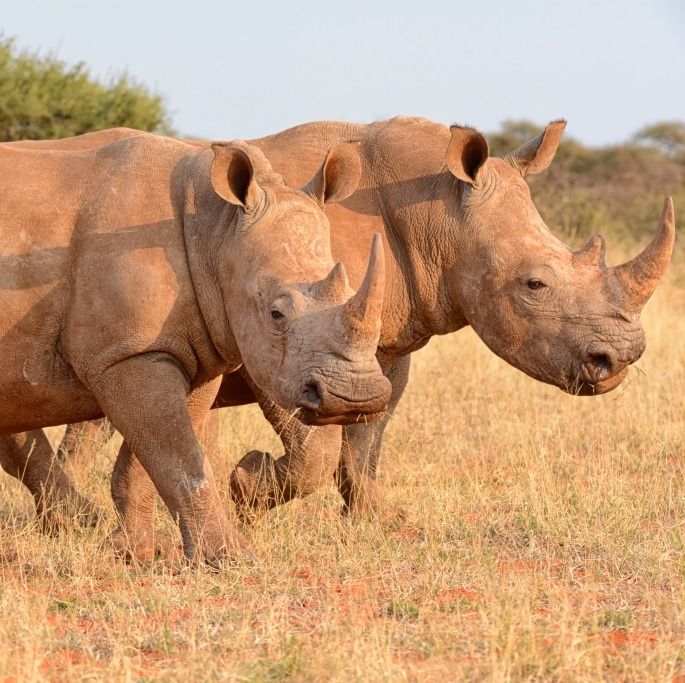 Big Five safari in Akagera National Park