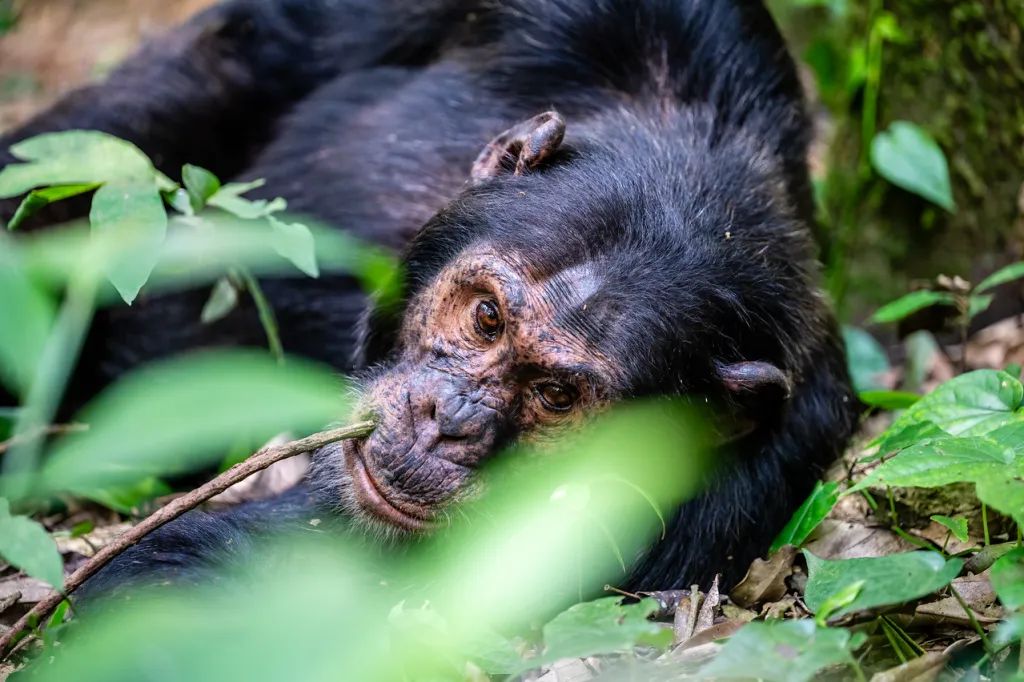 Chimpanzee Rwanda