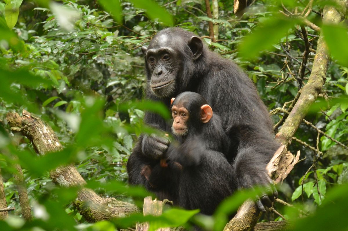 Chimpanzee tracking in Nyungwe Forest