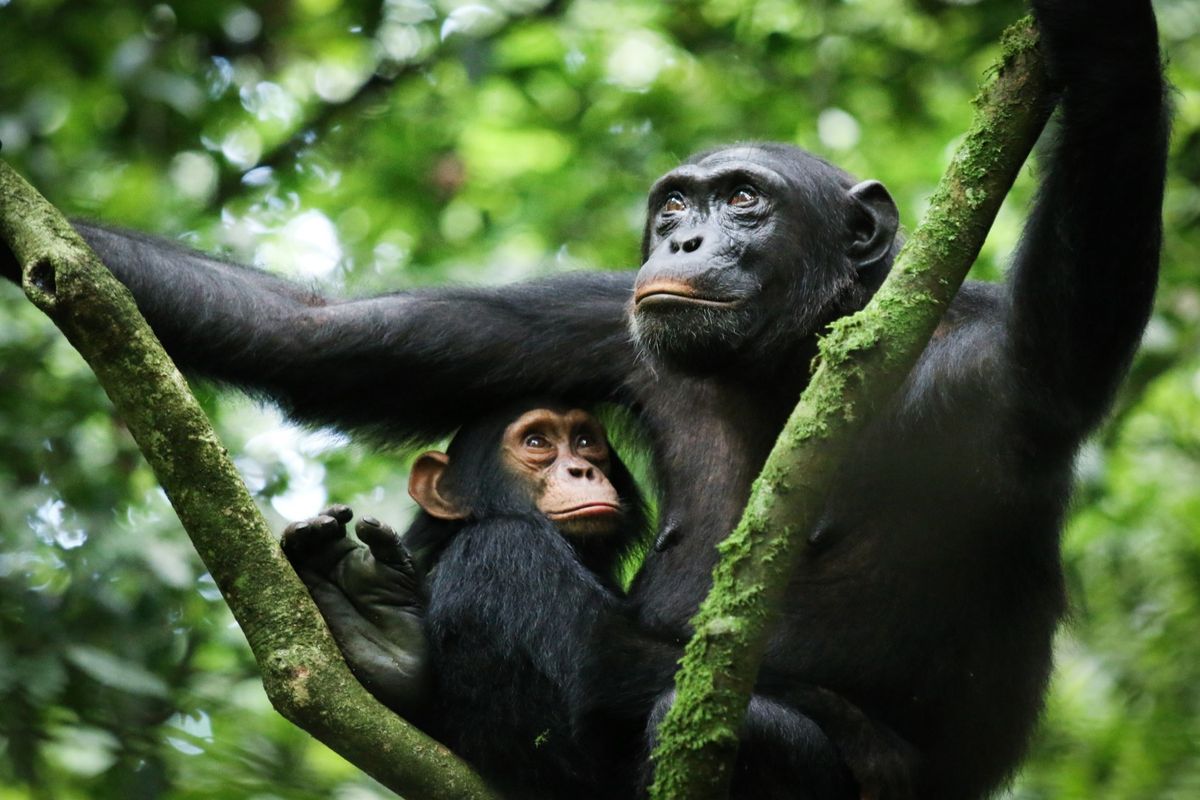 Chimpanzee in Kibale rainforest