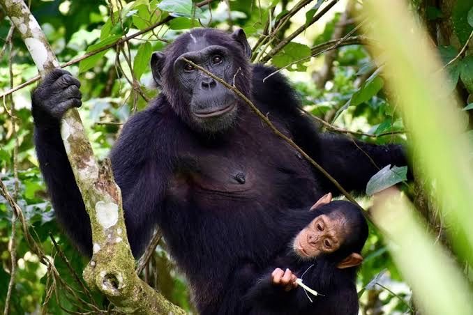 Mother and baby chimp