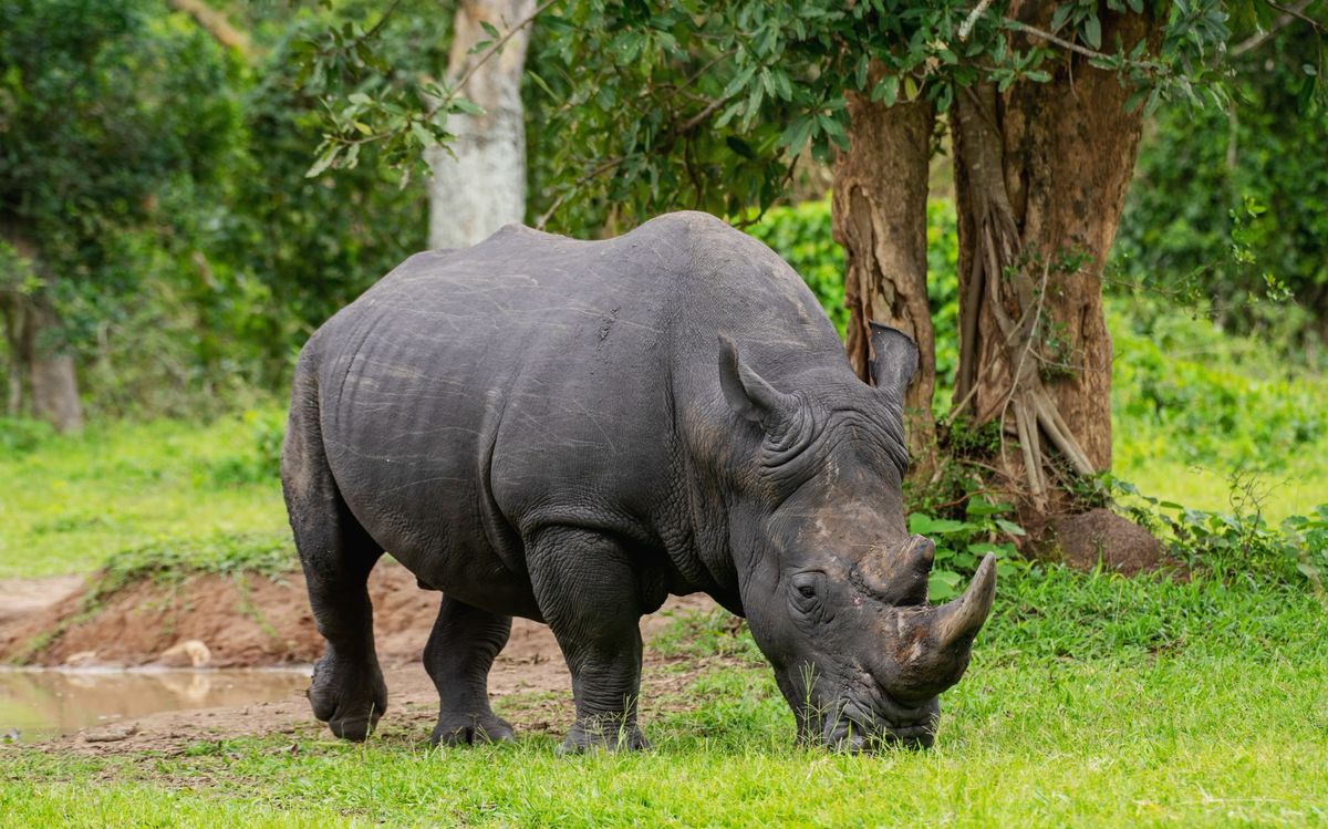 Ziwa Rhino