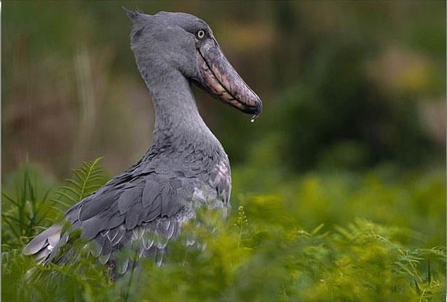 Shoebill Cruise