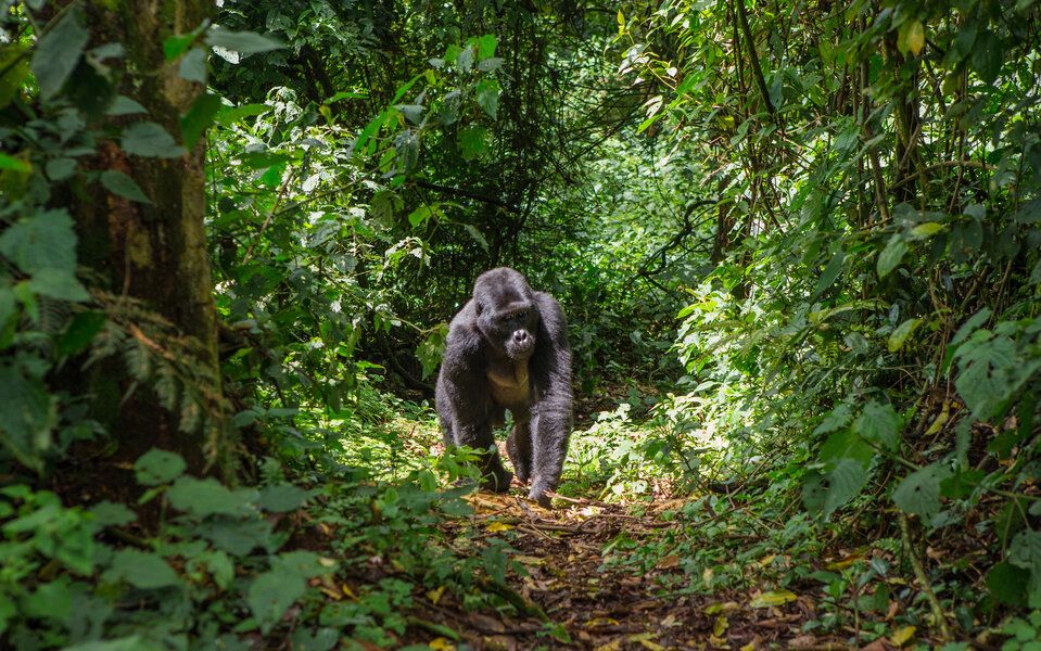 gorilla at Bwindi