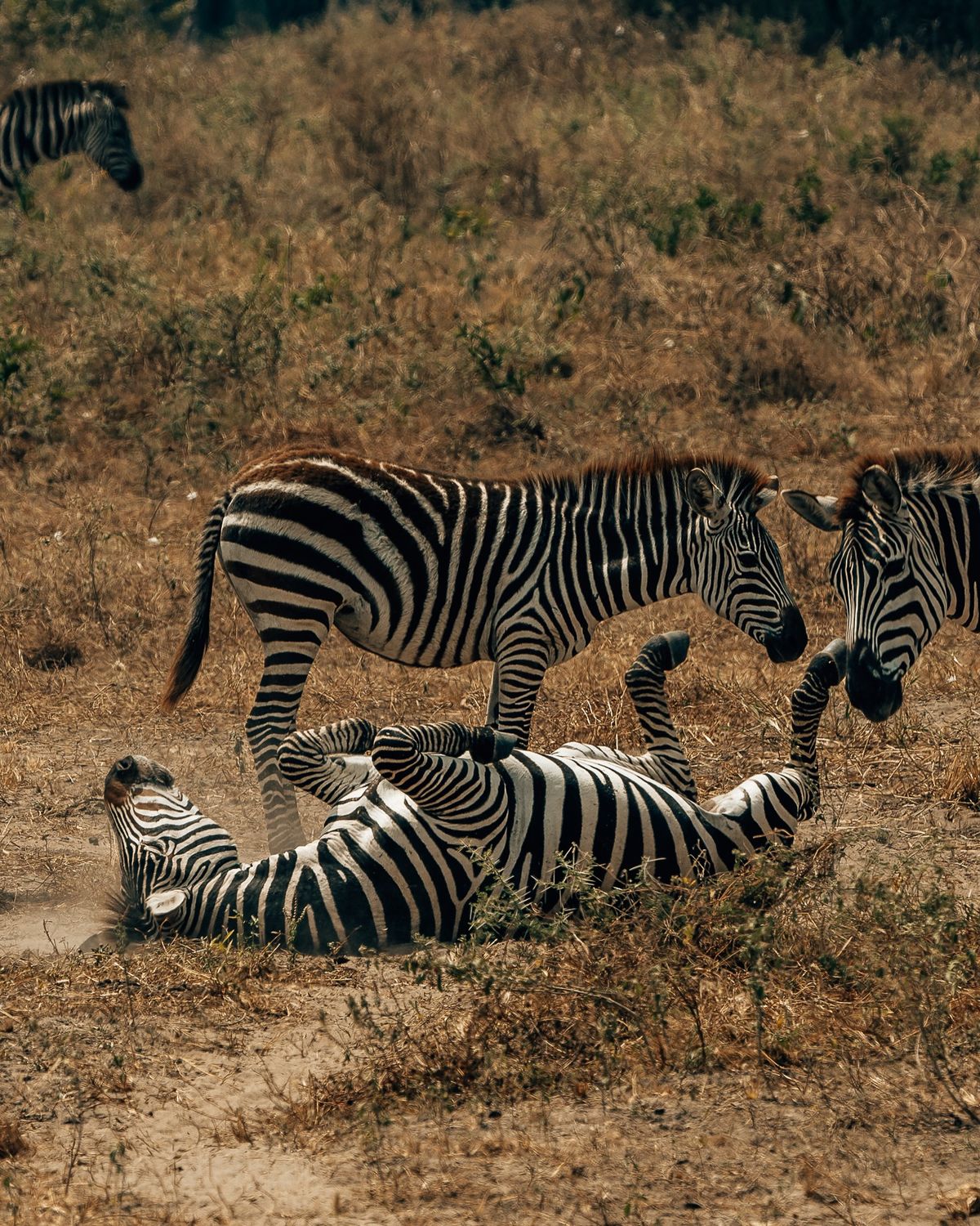 Tarangire Elephants