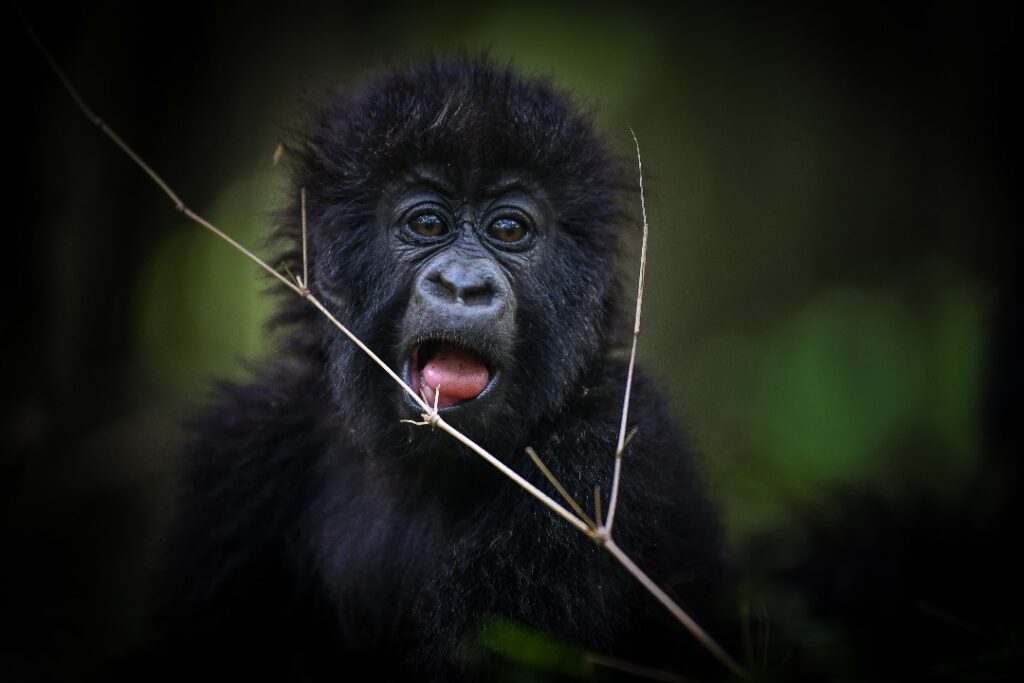 Best Gorilla Trekking Itinerary Ideas