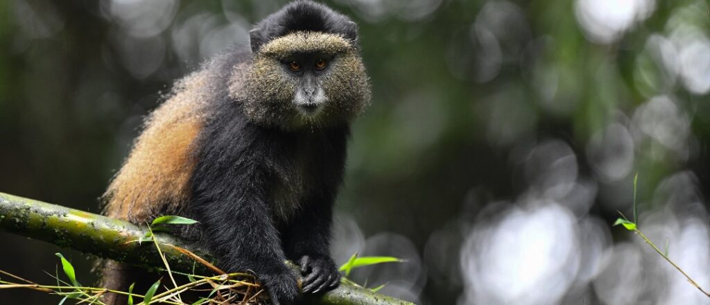 Safety Tips for Travelers in East Africa