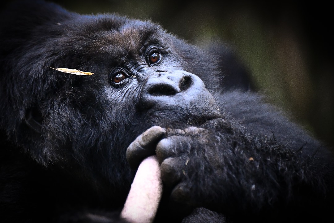 1 Day Uganda Gorilla Trek from Kigali