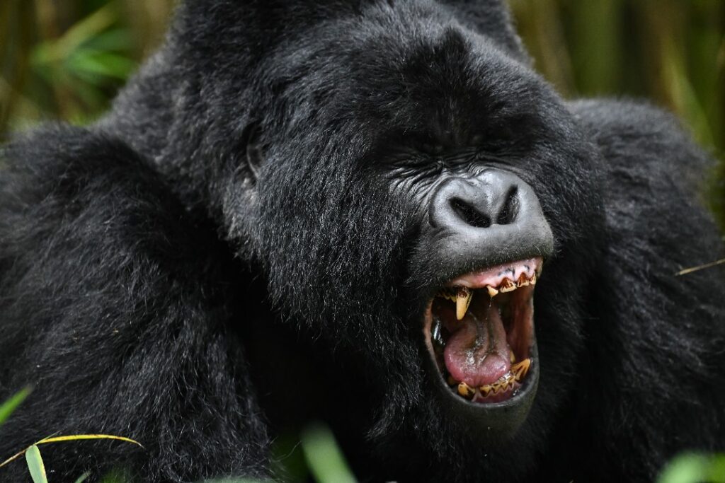 Gorilla experienced