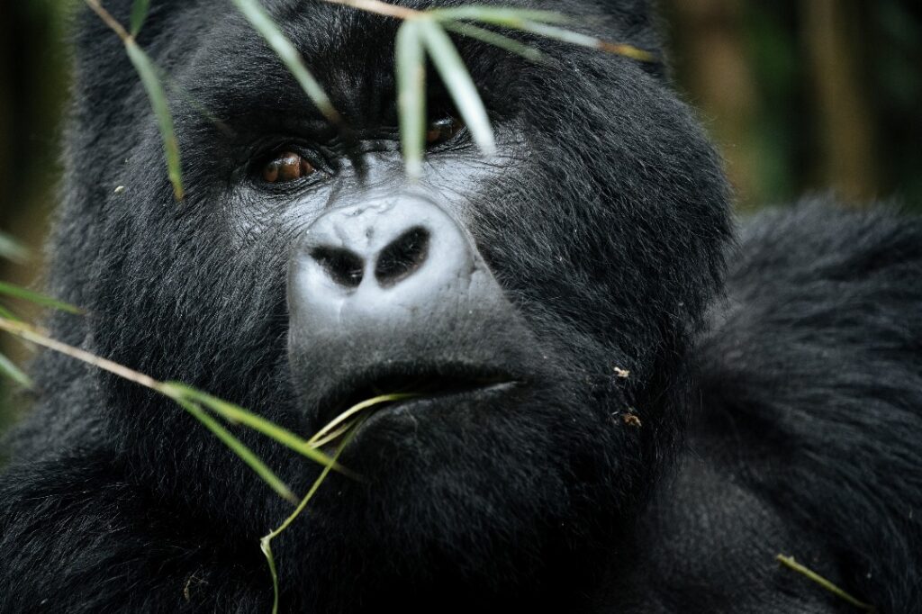 What to Expect on a Gorilla Trek in Bwindi Impenetrable Forest