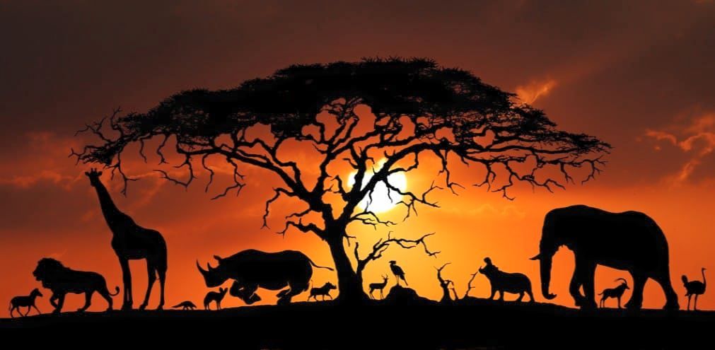 Book Your East African Safari with a Local Ugandan Tour Operator