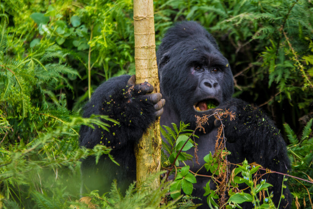 Gorilla Trekking
