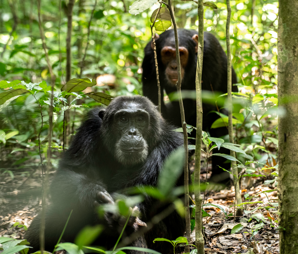 gorilla