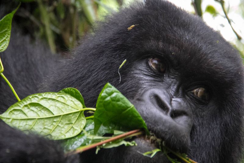 Where Do I Purchase a Gorilla Permit