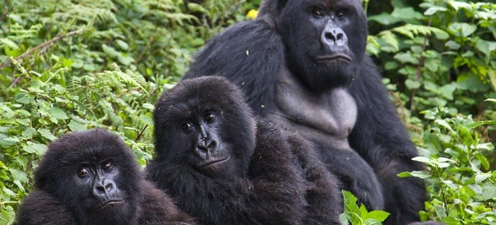 Gorilla family