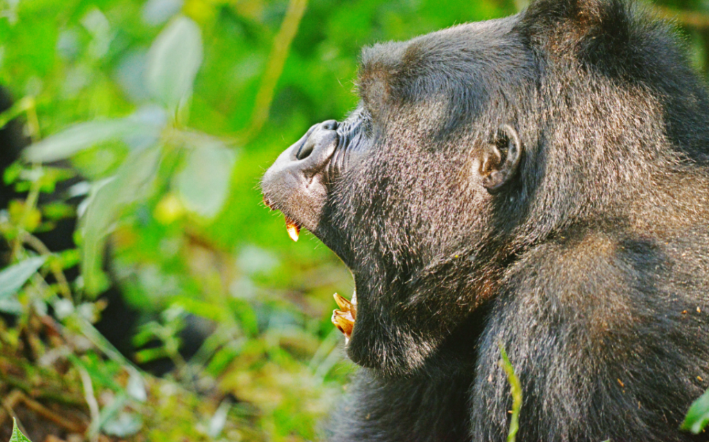 gorilla trek