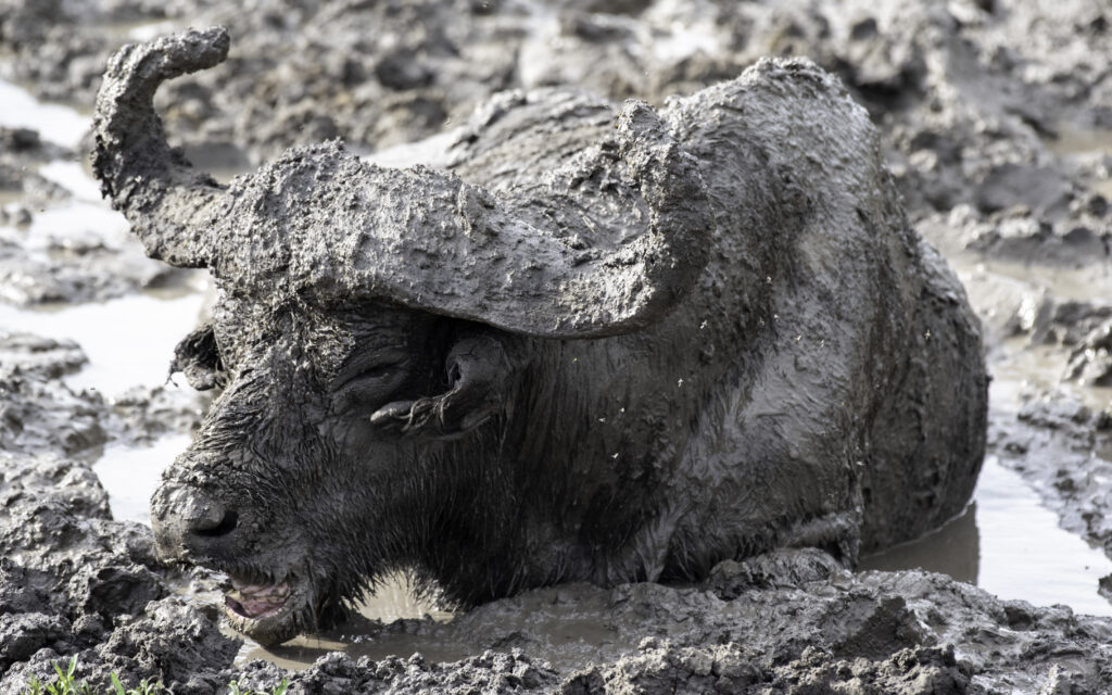 Top Wildlife Safaris in Uganda