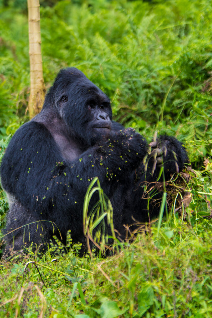 Accessible gorilla trek For Disabled Travelers