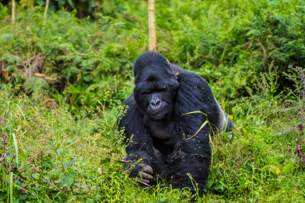 gorilla