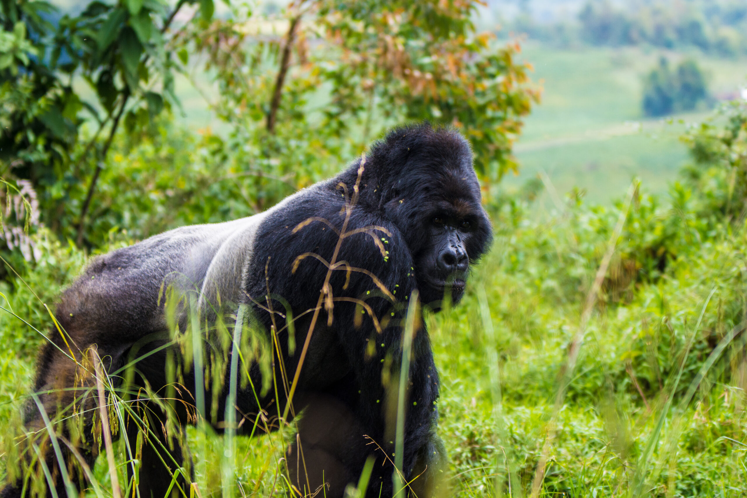 gorilla in Savannah
