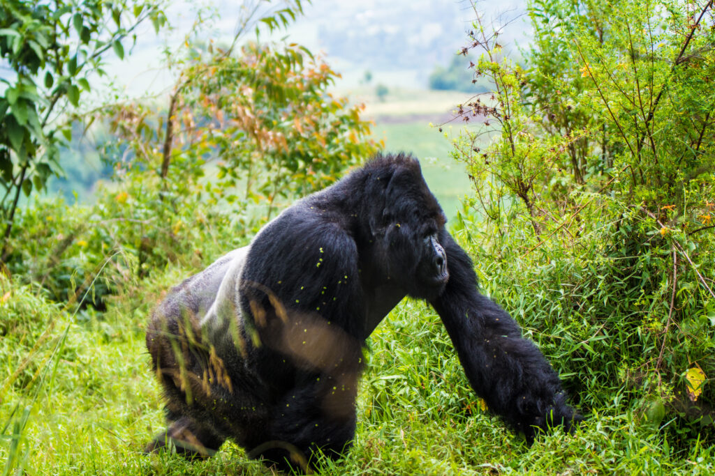 racking The ugenda gorilla family Group
