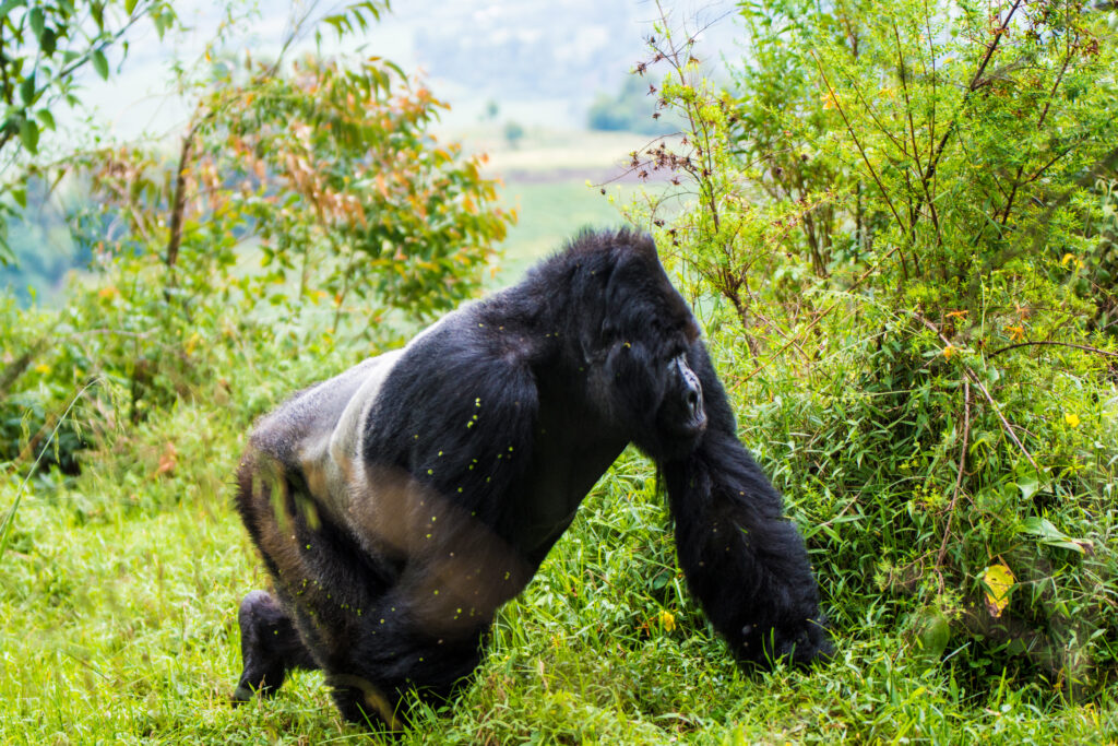 gorilla