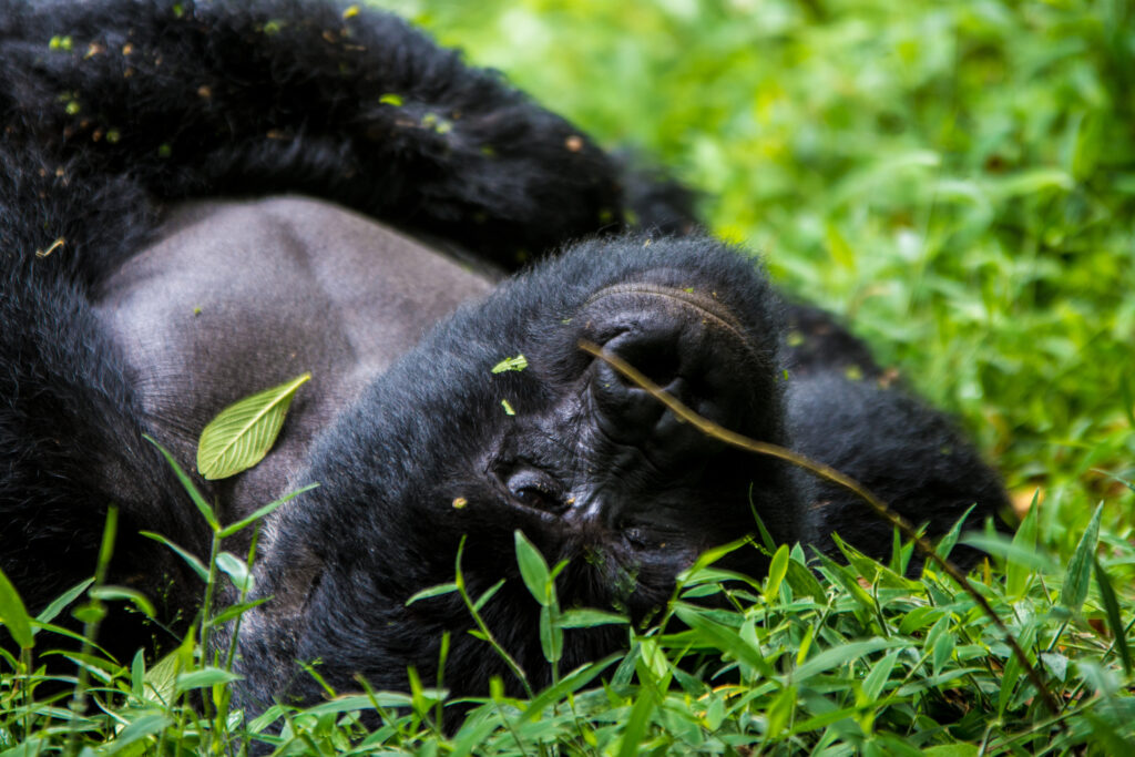Preventing Stinging Nettles On Gorilla Treks