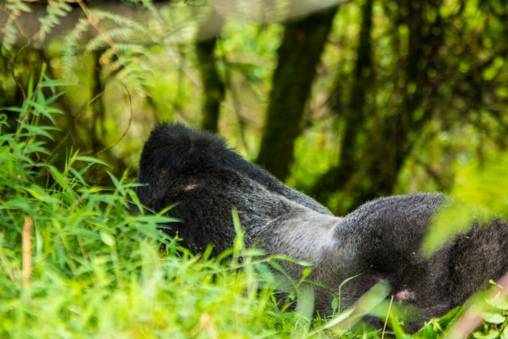 Recommended Binoculars For Primate And Safari
