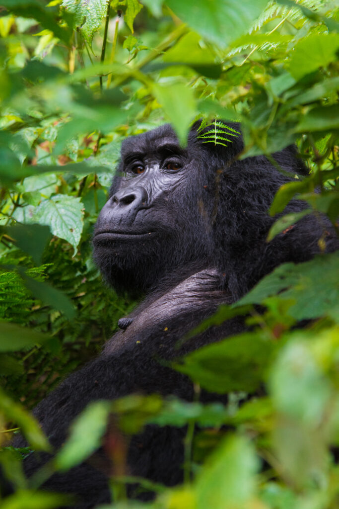 When To Book Your Gorilla Permits