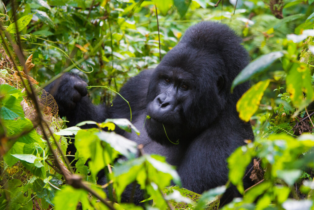 gorilla eating