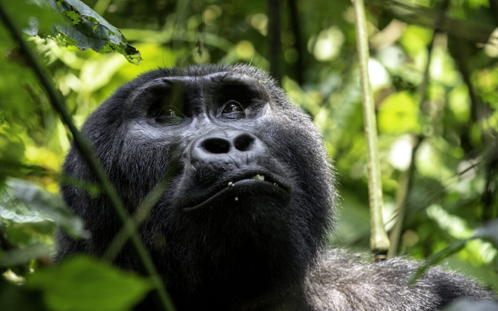 Internet Access At Gorilla Trekking Lodges