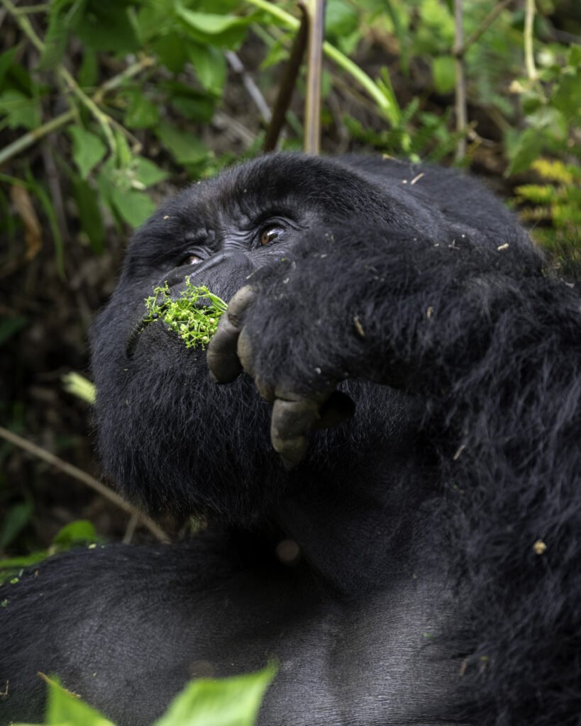 Electricity And Charging On Gorilla Safaris