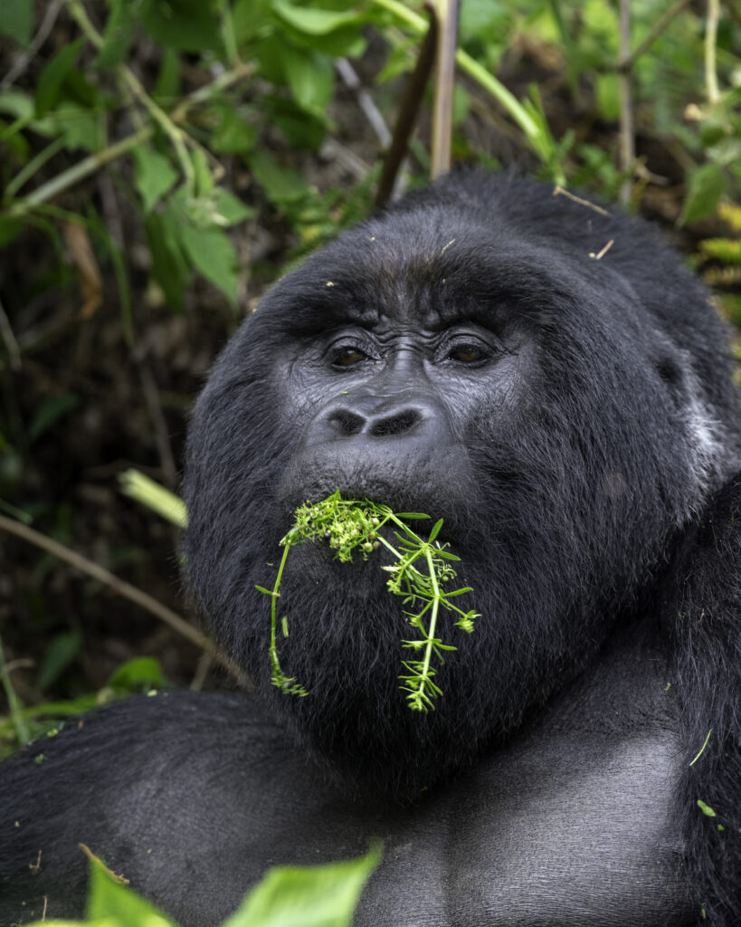 gorilla eating
