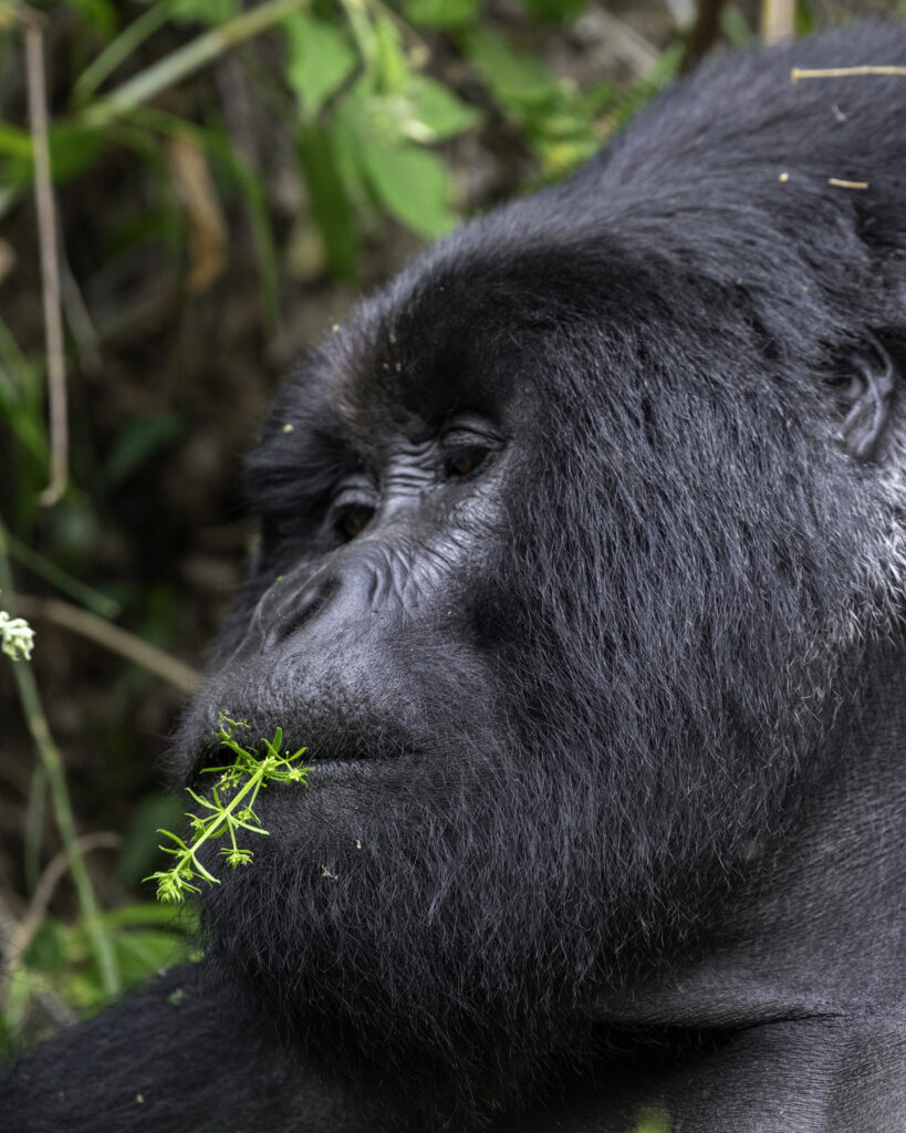 gorilla face