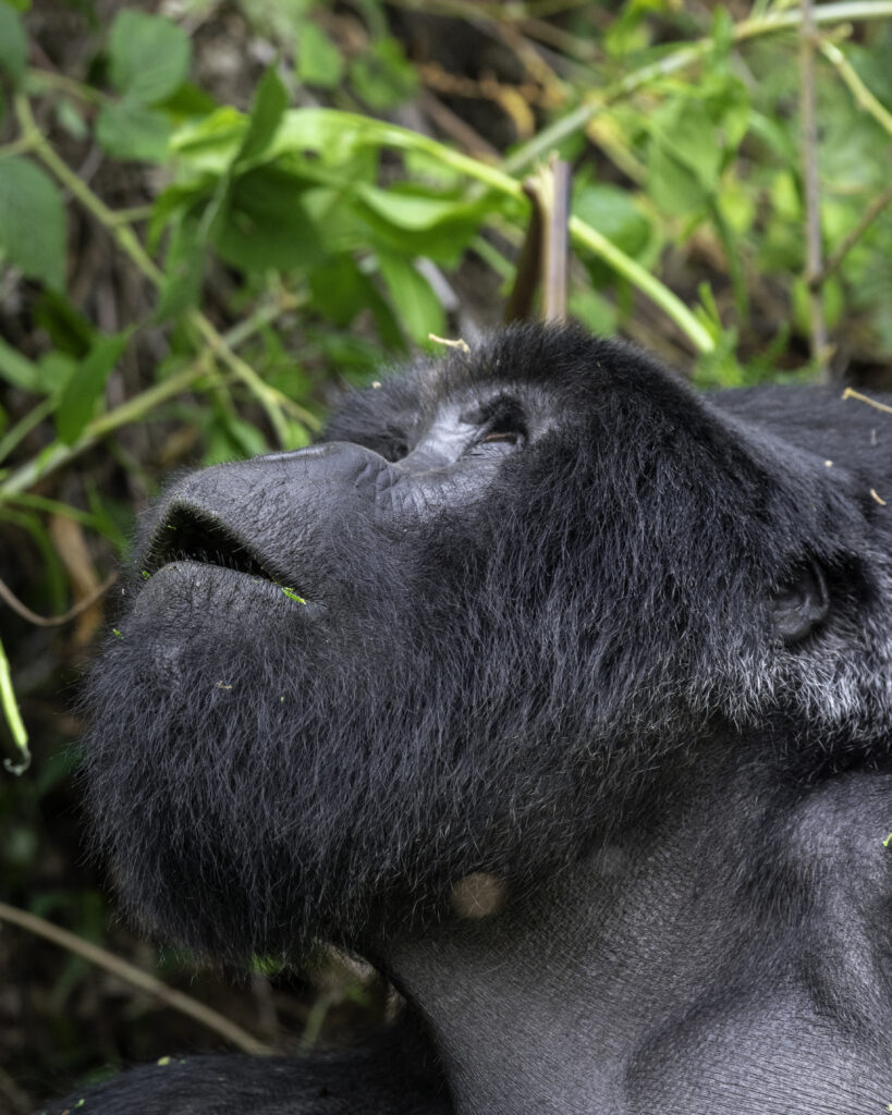 gorilla