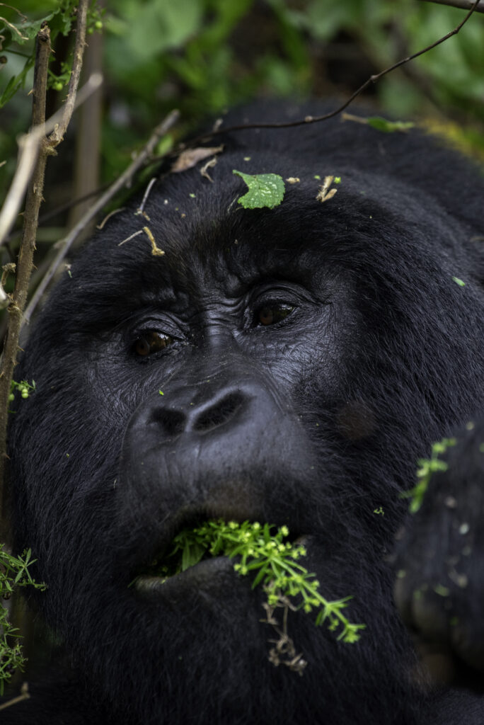 gorilla