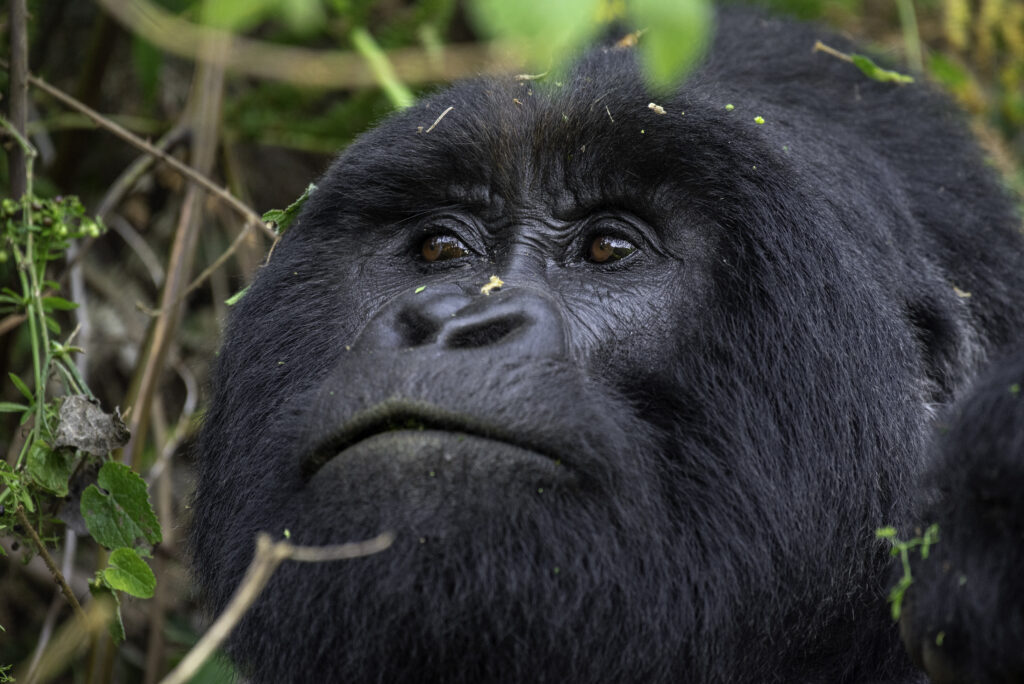 gorilla