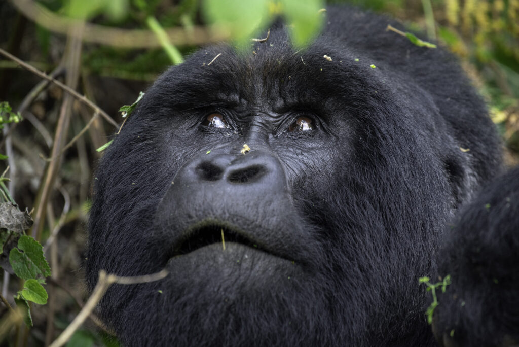 gorilla