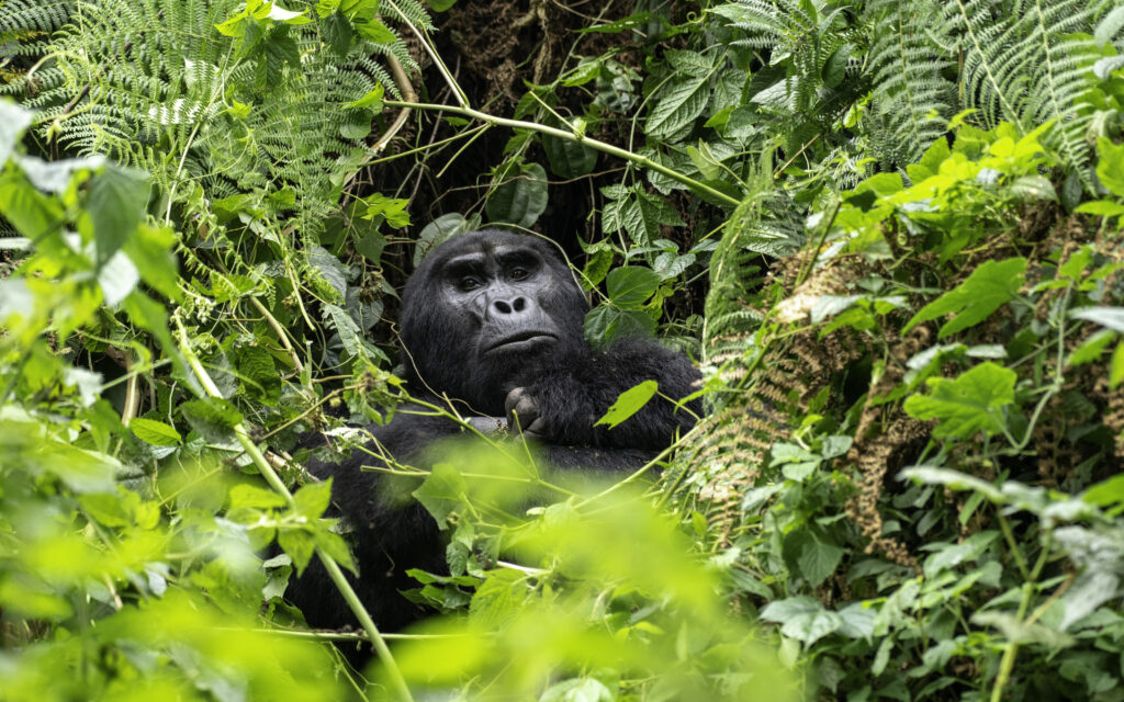 Challenging Treks To Karisimbi Gorilla Family