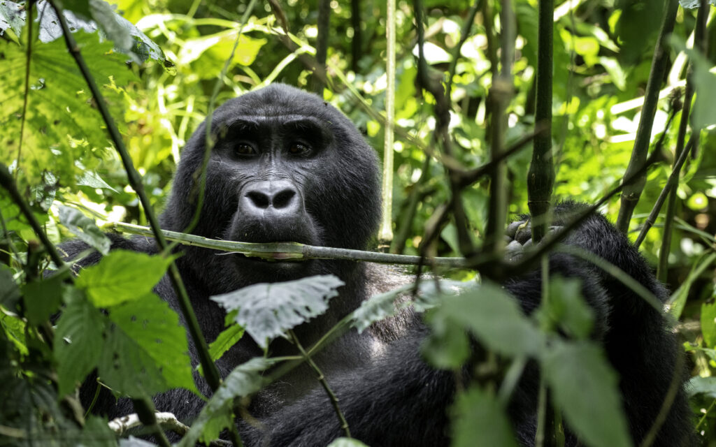 Couples Guide To Rwanda Gorilla Trekking