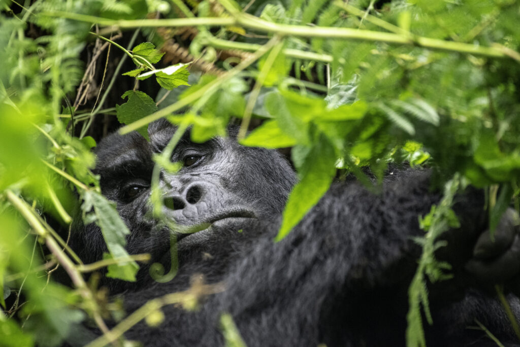 gorilla