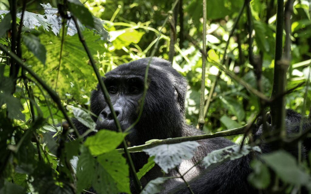 gorilla