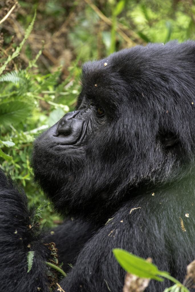 gorilla